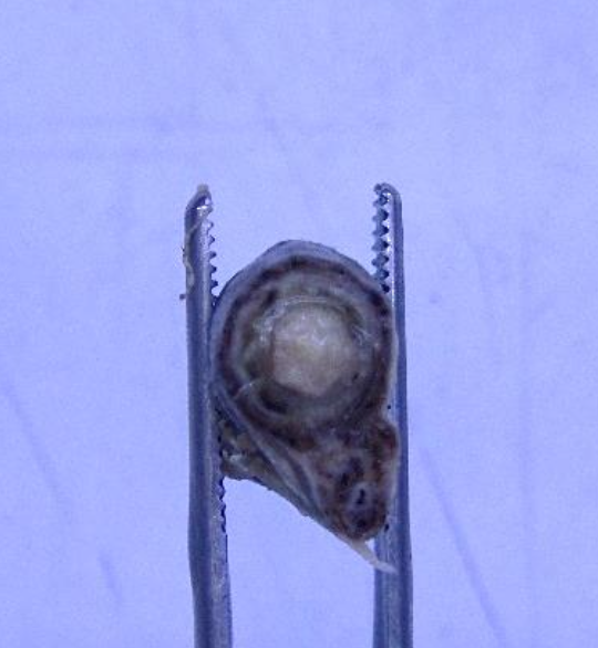 Description of the image